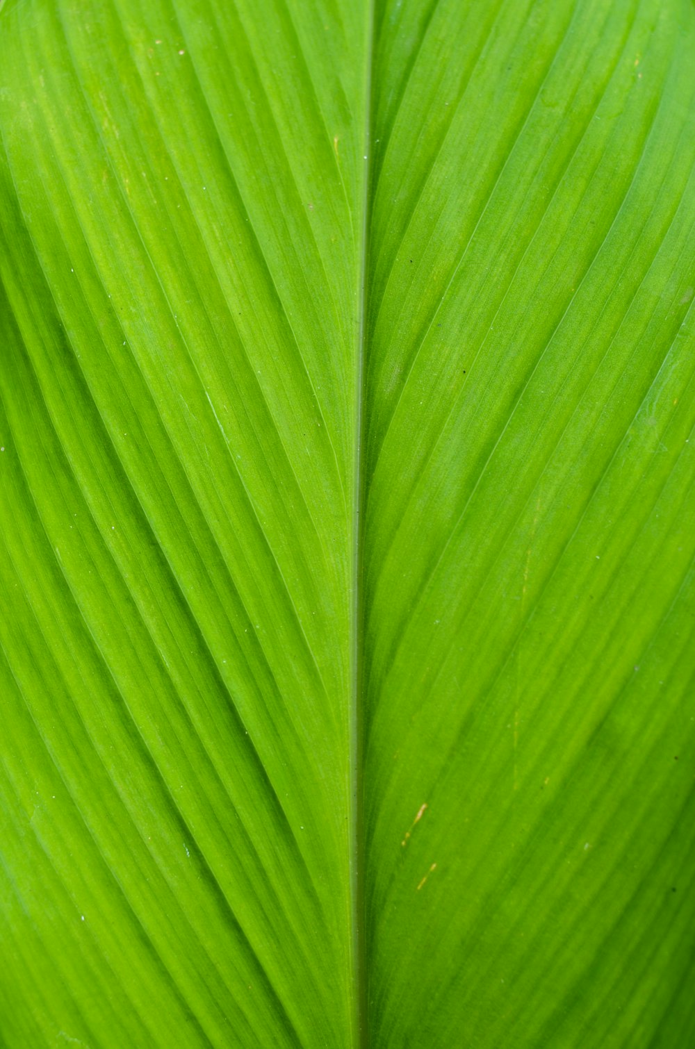 green leaf in close up photography