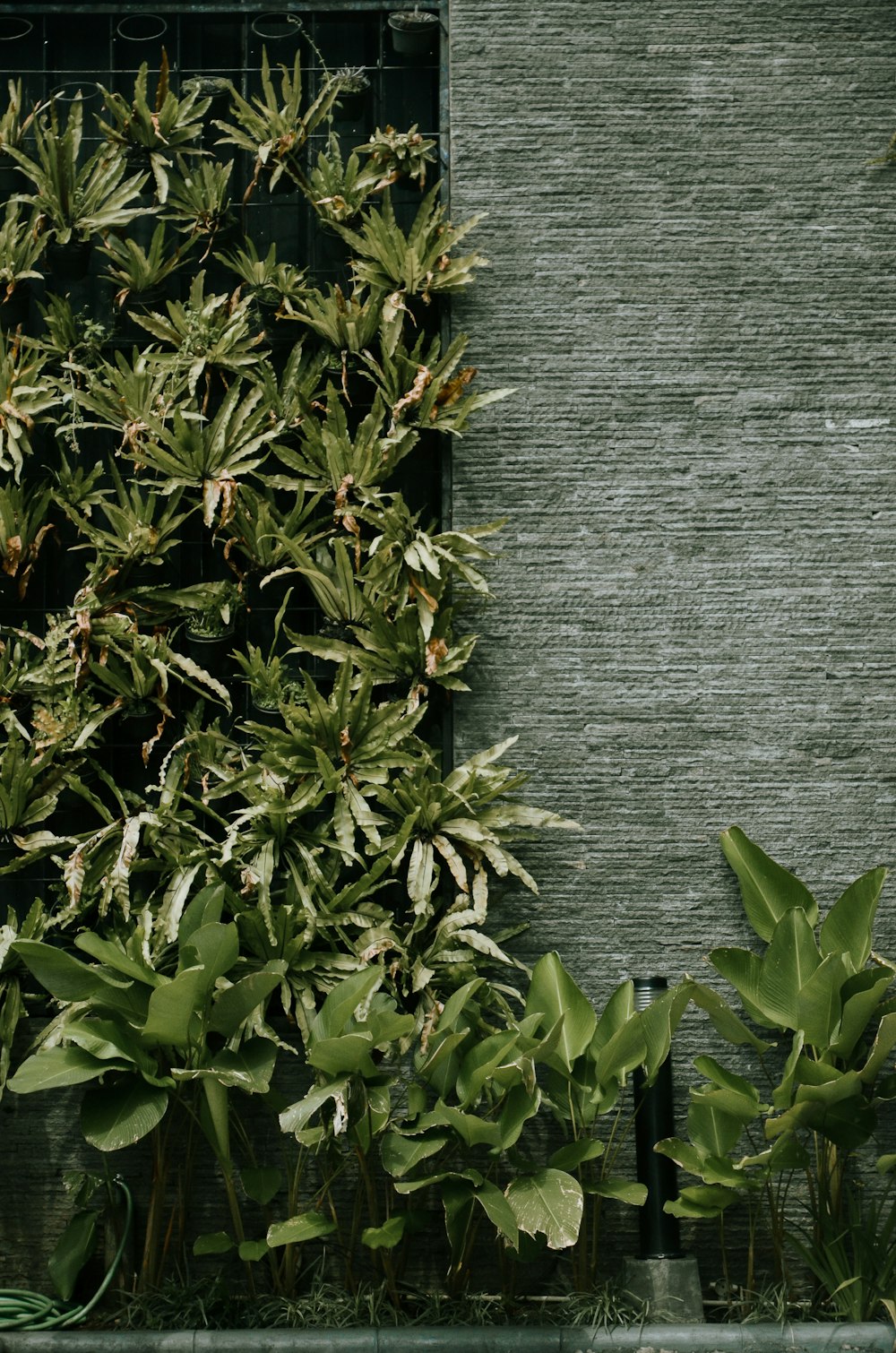 green plant on gray wooden plank