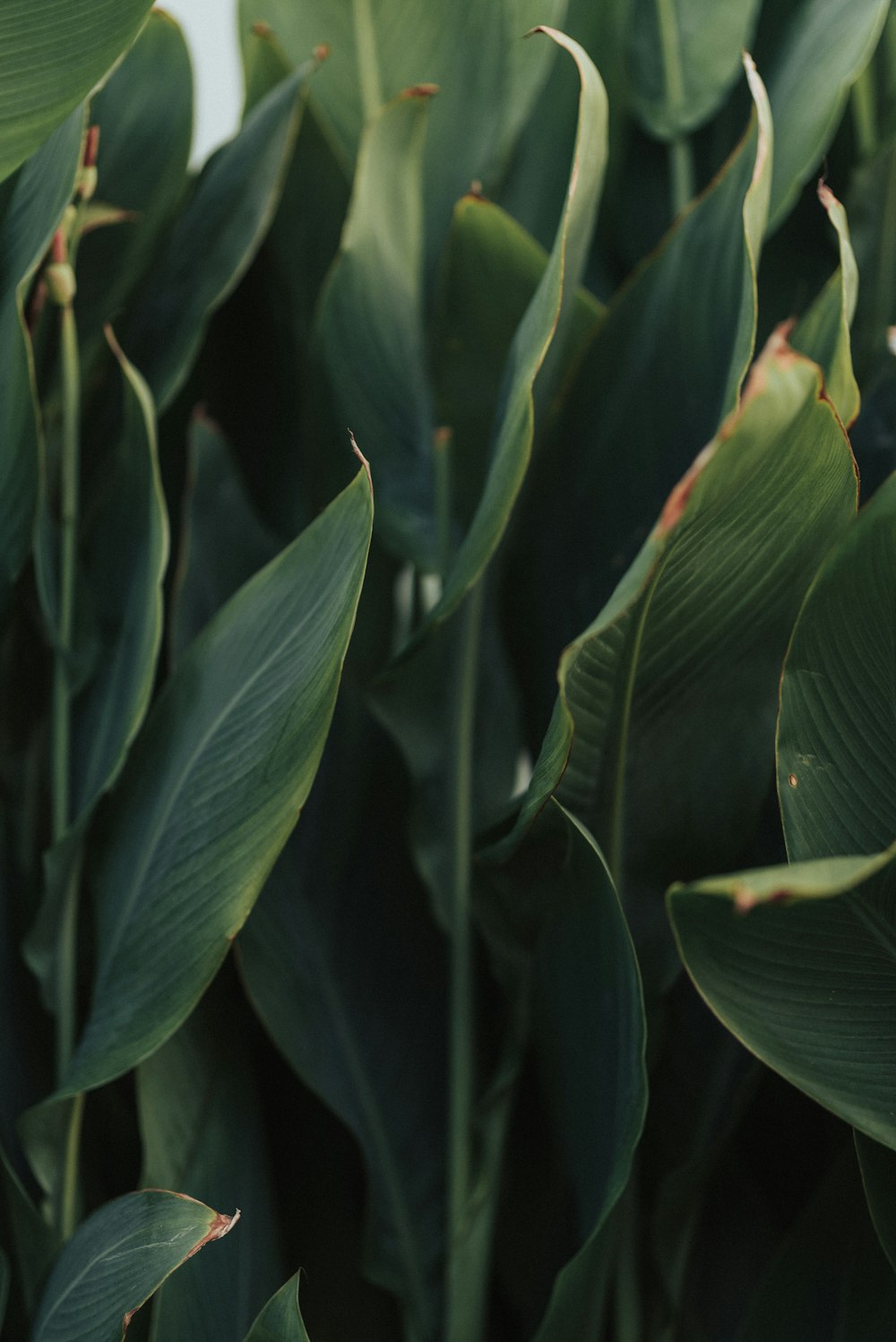 pianta a foglia verde durante il giorno