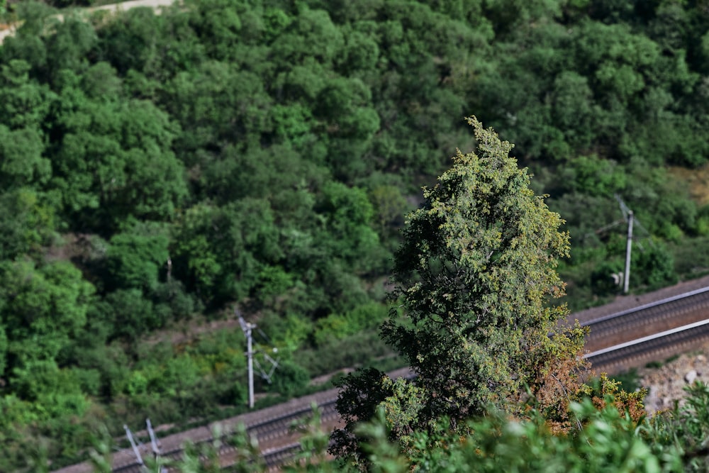 green trees near gray metal fence during daytime