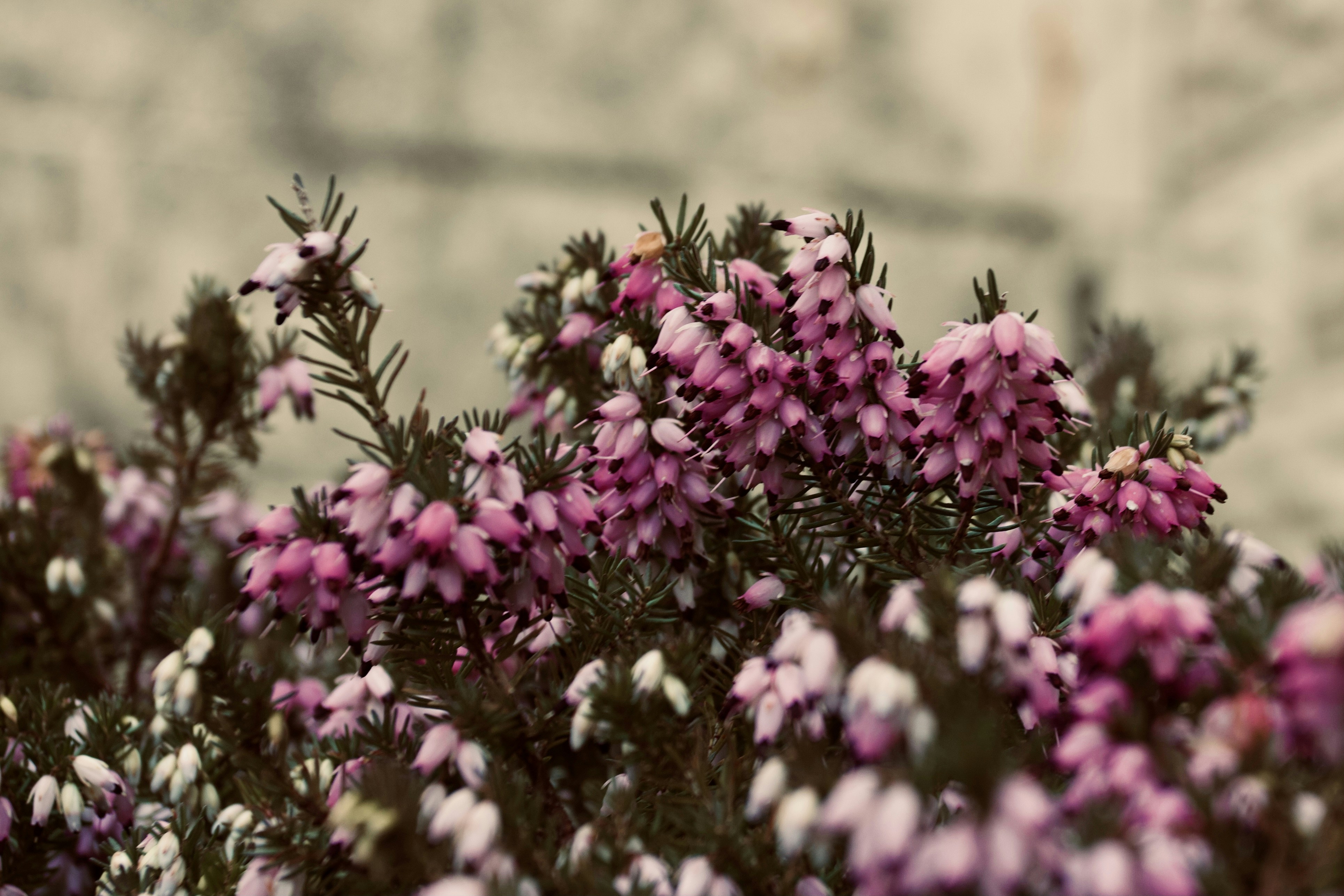 Photo by davidwilliamsweb