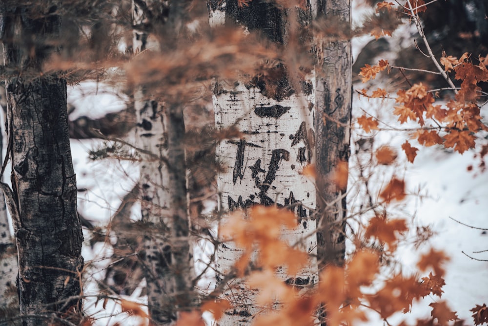 brown and white trees during daytime