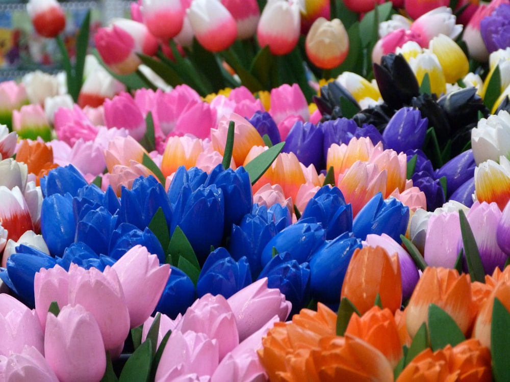 pink blue and orange tulips