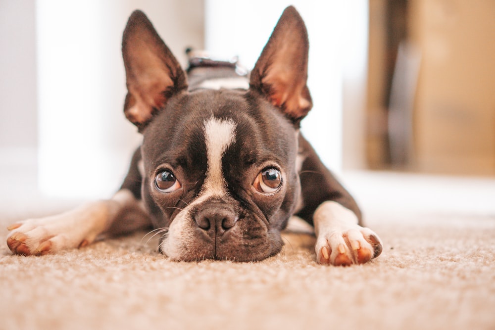 black and white french bulldog puppy lying on white textile