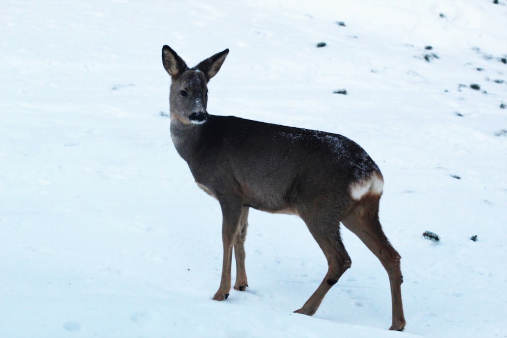 brown deer on snow covered ground during daytime