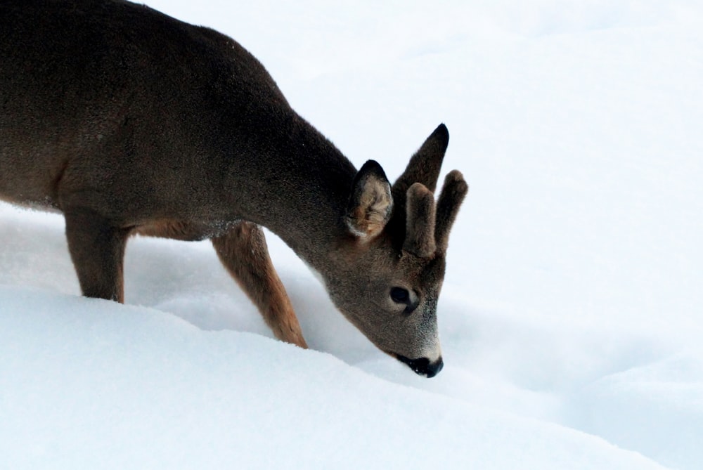 Braunhirsche tagsüber auf schneebedecktem Boden