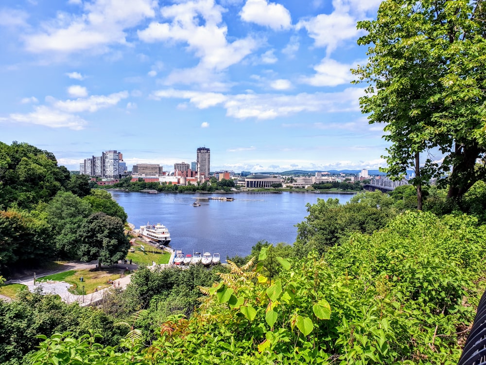 green trees near body of water under blue sky during daytime