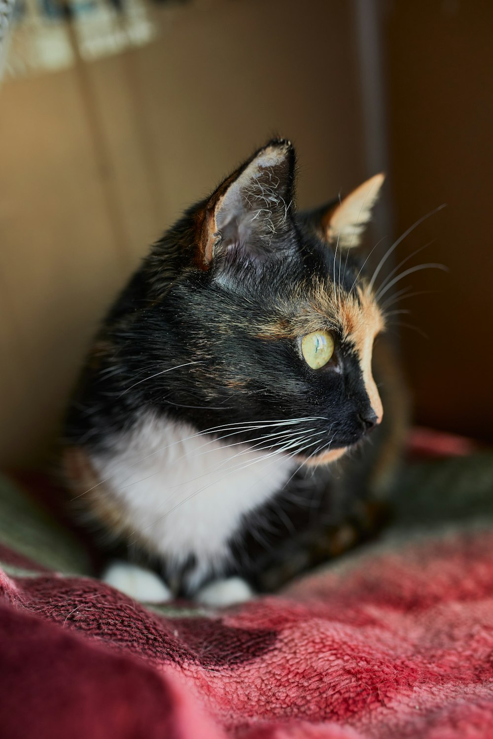 black and white cat on red and green textile