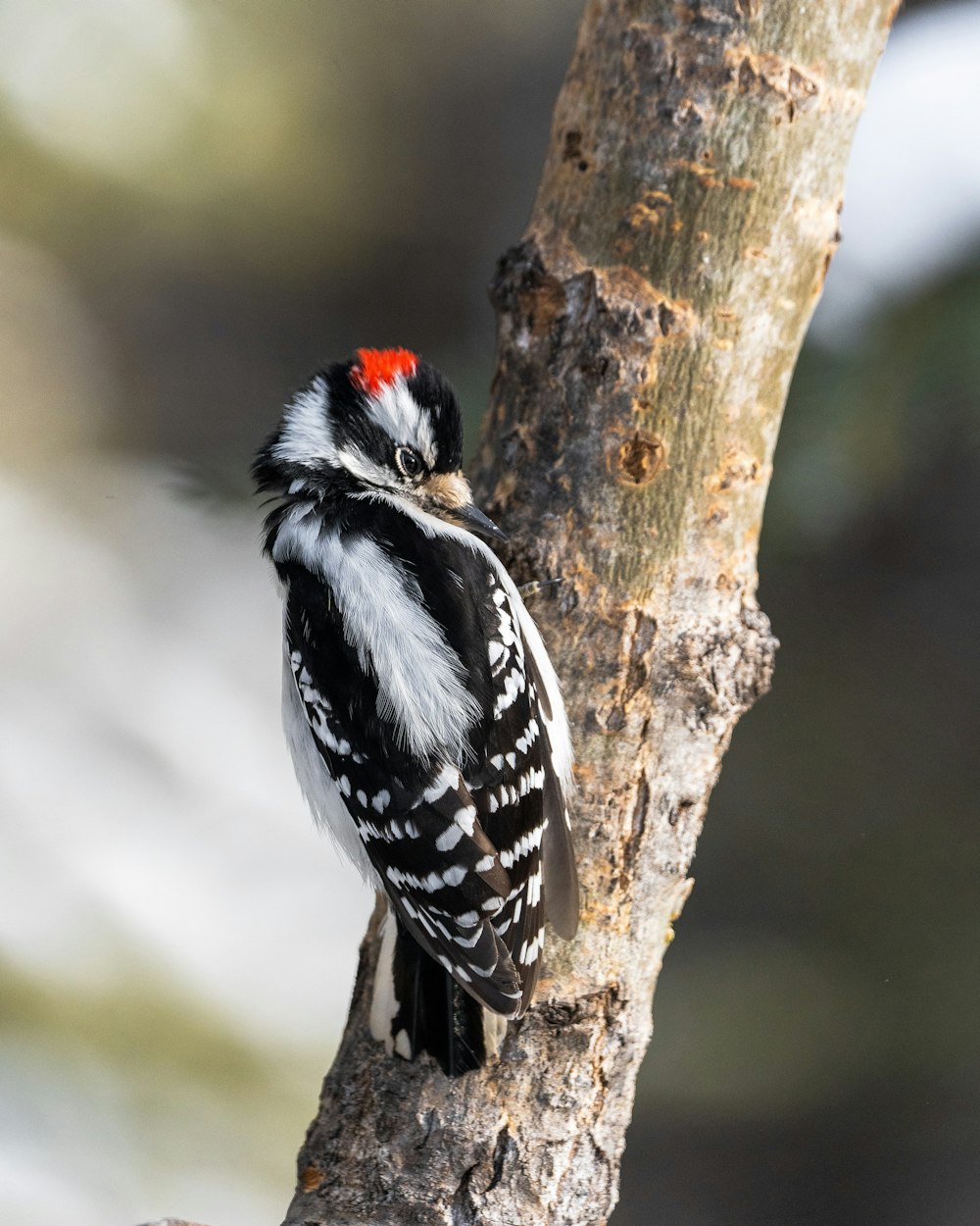 black and white bird on brown tree branch