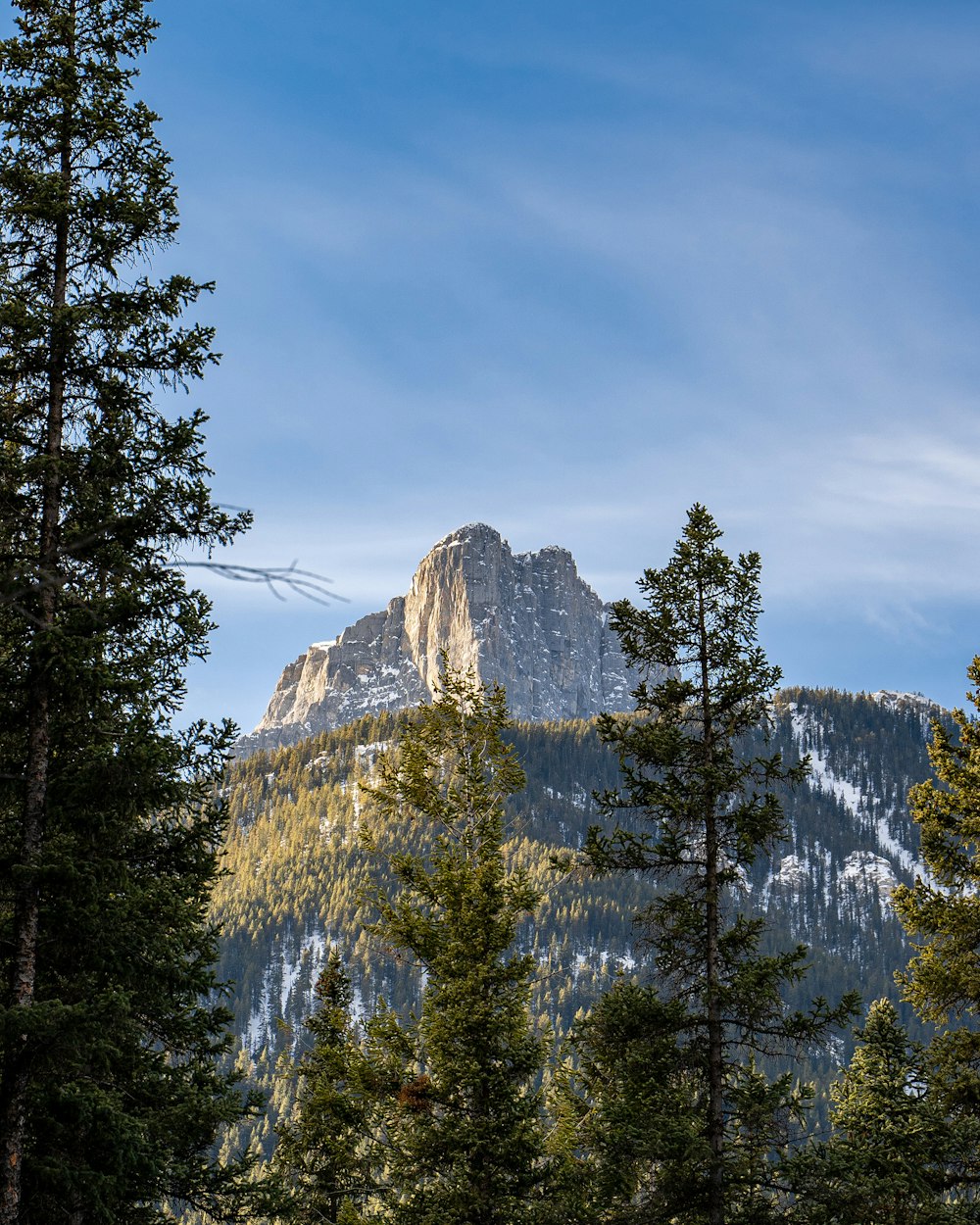 green pine trees near brown rocky mountain under white clouds and blue sky during daytime