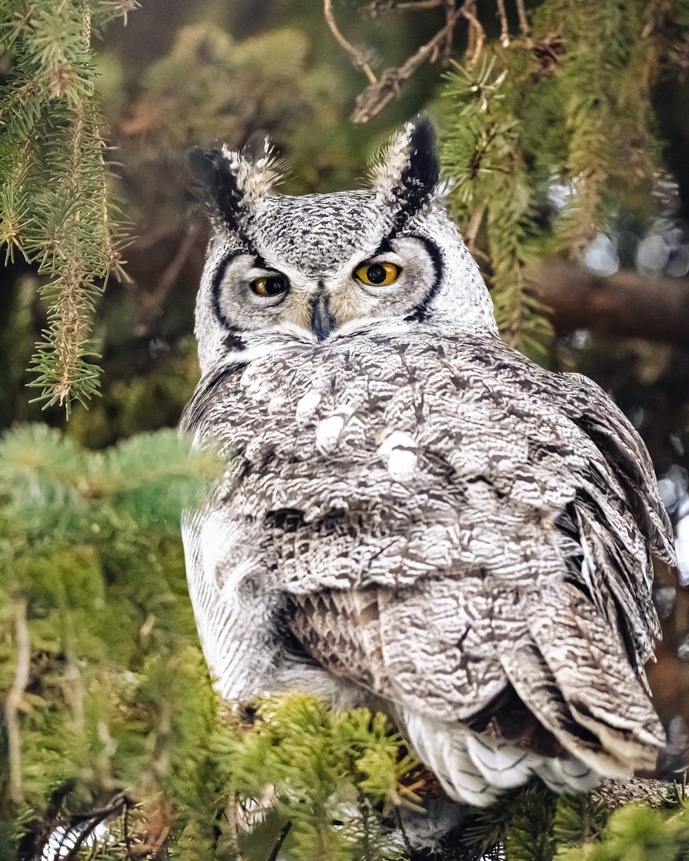 gray owl on green grass during daytime