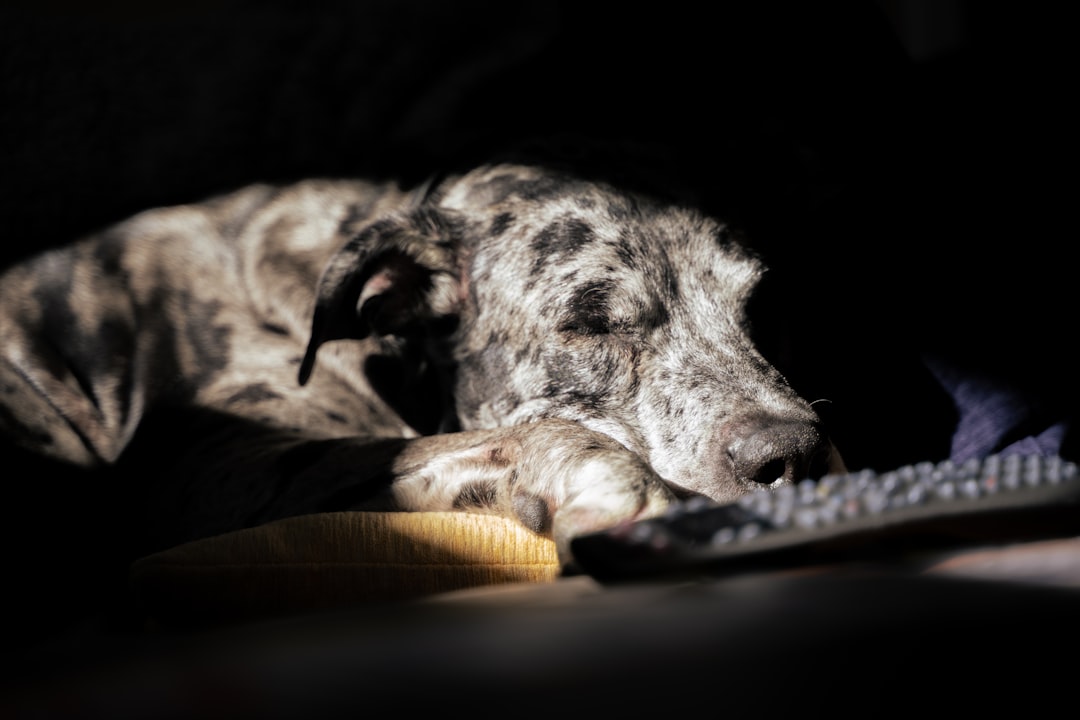 black and white short coated dog lying on brown textile