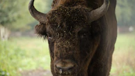 A close-up of a curious bison grazing near a forest edge in Yellowstone National Park.