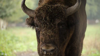 A close-up of a curious bison grazing near a forest edge in Yellowstone National Park.