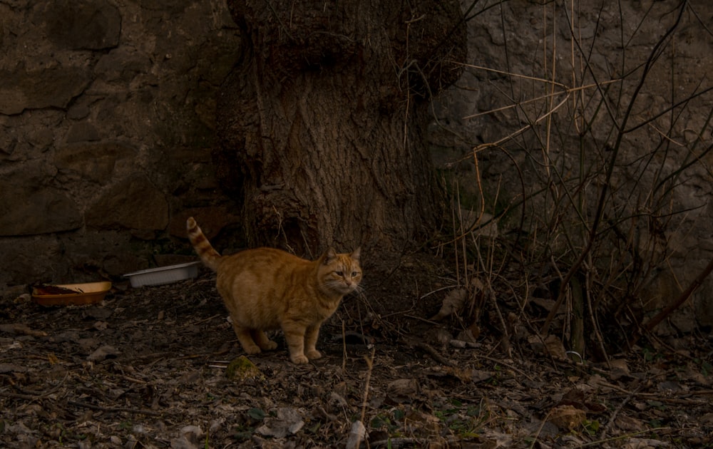 orange tabby cat on brown soil