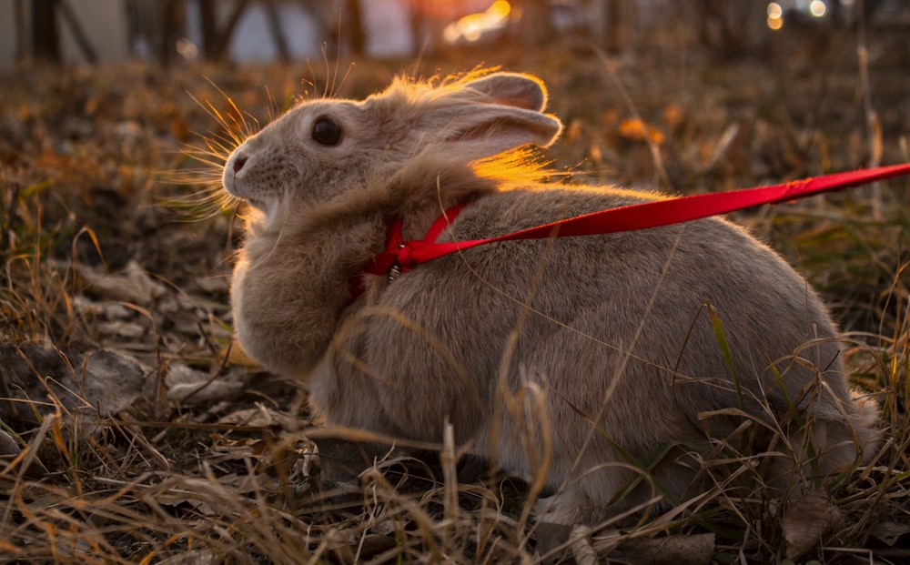 coniglio marrone su erba secca marrone durante il giorno