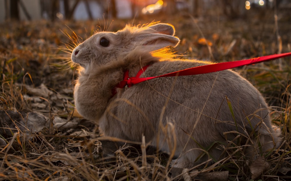 lapin brun sur l’herbe séchée brune pendant la journée