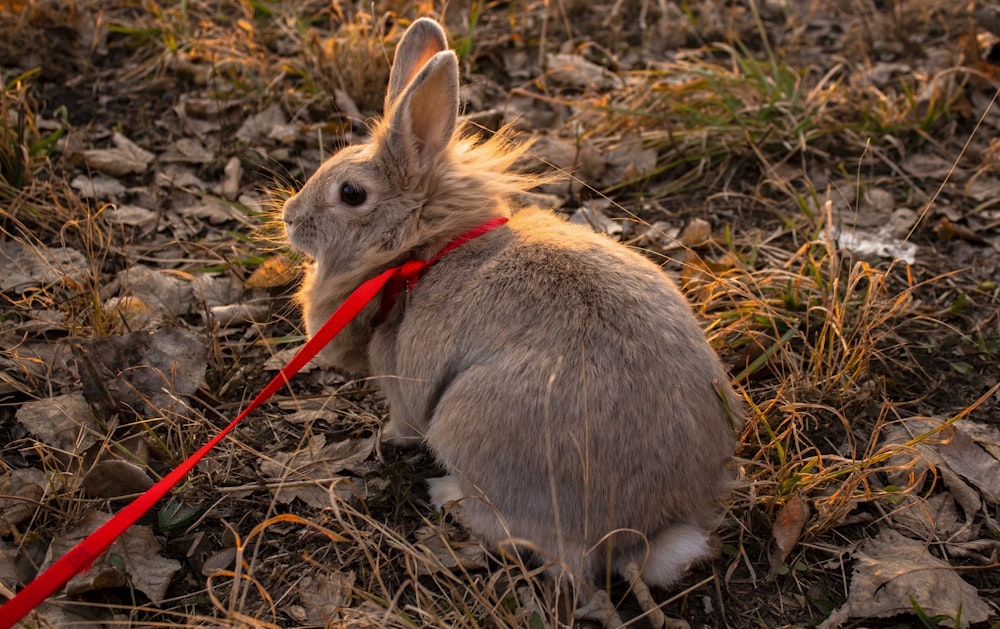 gray rabbit on brown grass