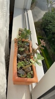 A sunlit window sill adorned with small succulents in handcrafted ceramic pots.