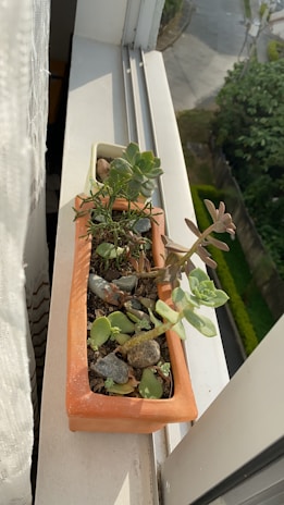 A small succulent garden in decorative pots on a windowsill.