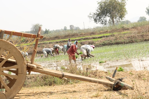 A group of people are working in a rice paddy field, planting seedlings in muddy water. They are bent over in rows, wearing various brightly colored clothing. In the foreground, there is a wooden cart on dry land.