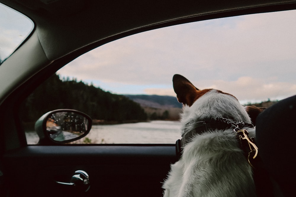 white and brown short coated dog inside car