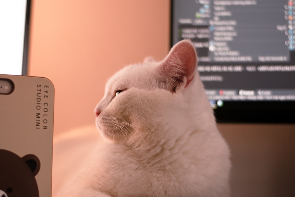 white cat near black flat screen computer monitor