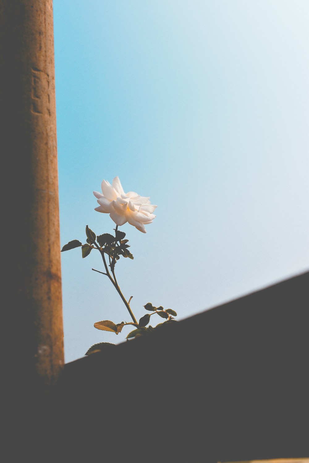 pink flower on brown wooden post