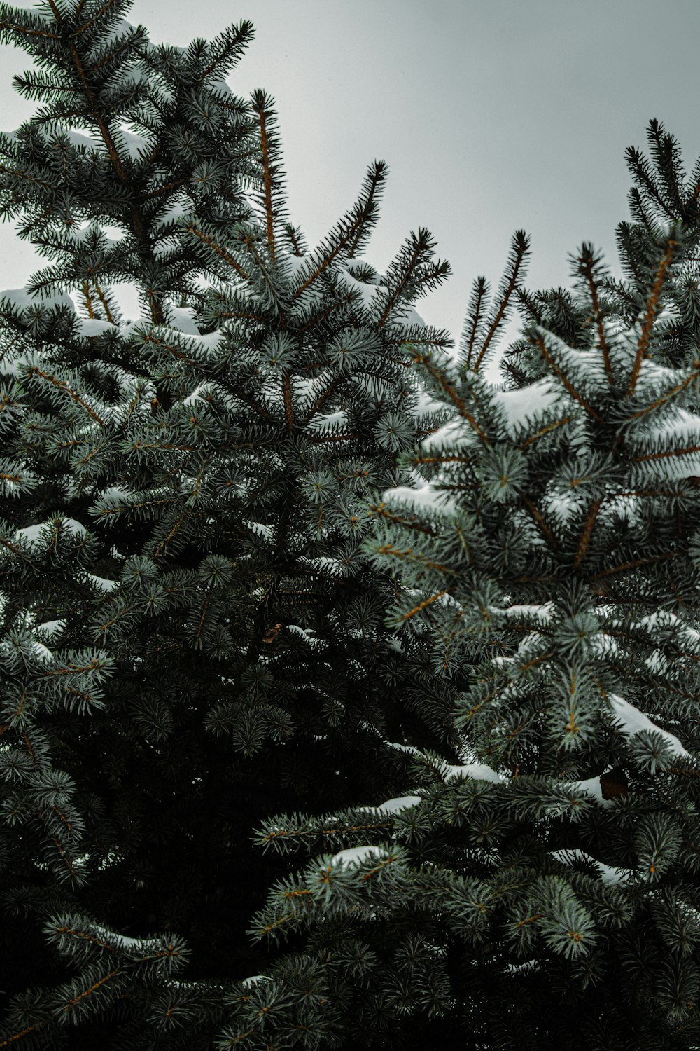 green pine tree covered with snow