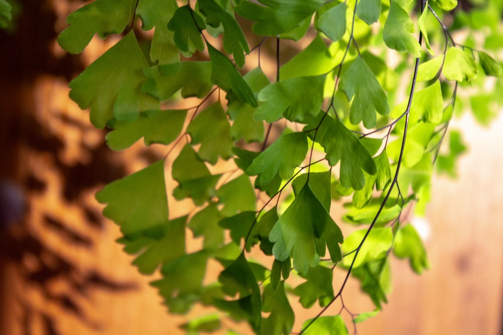 green and yellow leaves during daytime