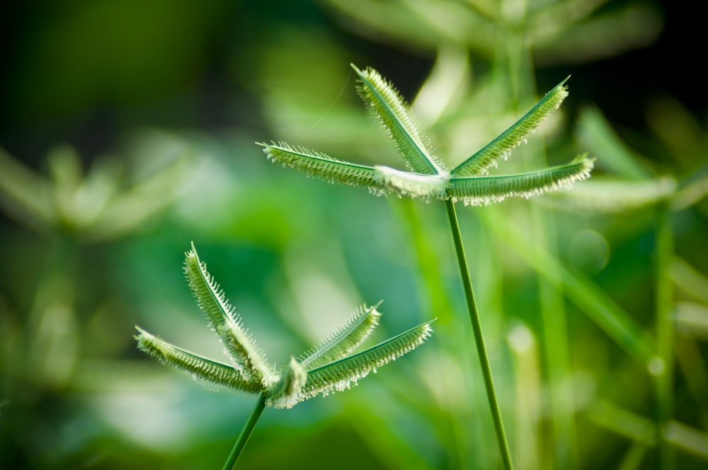 green plant in close up photography