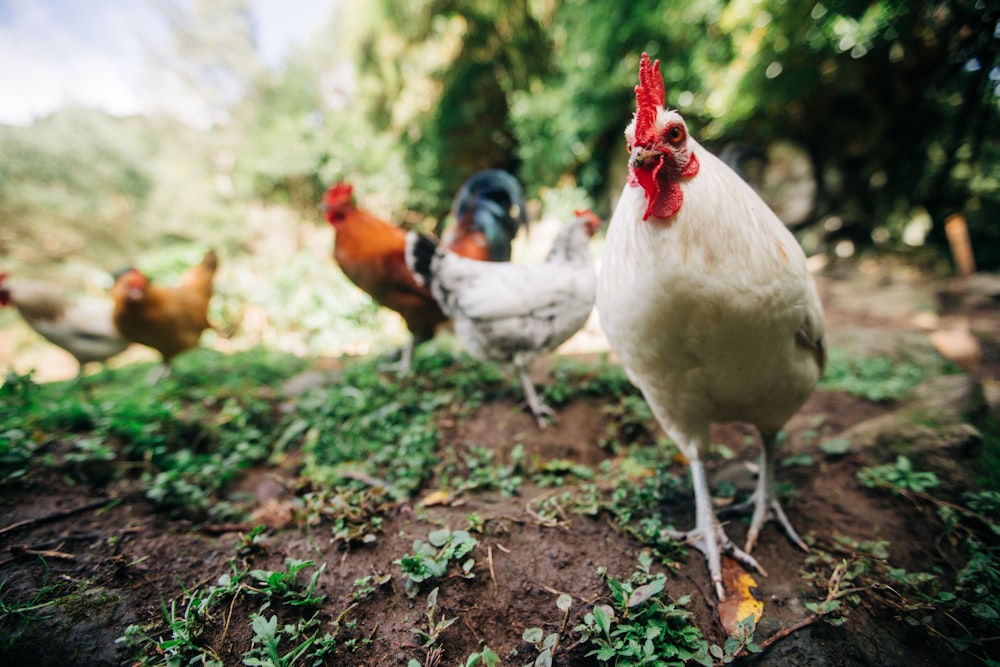 white and brown rooster on green grass during daytime