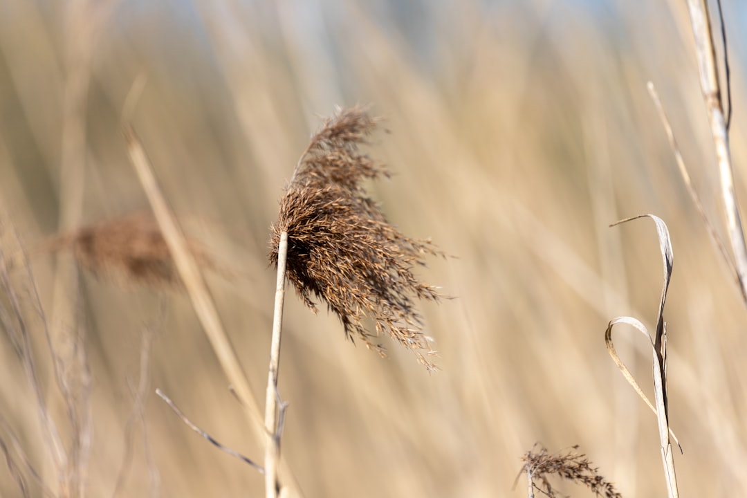 brown wheat in close up photography