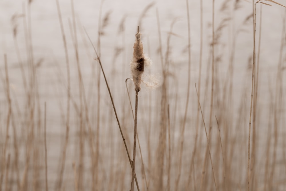 brown dried grass in close up photography