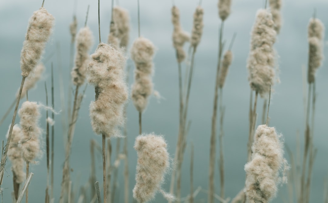 white flowers in tilt shift lens