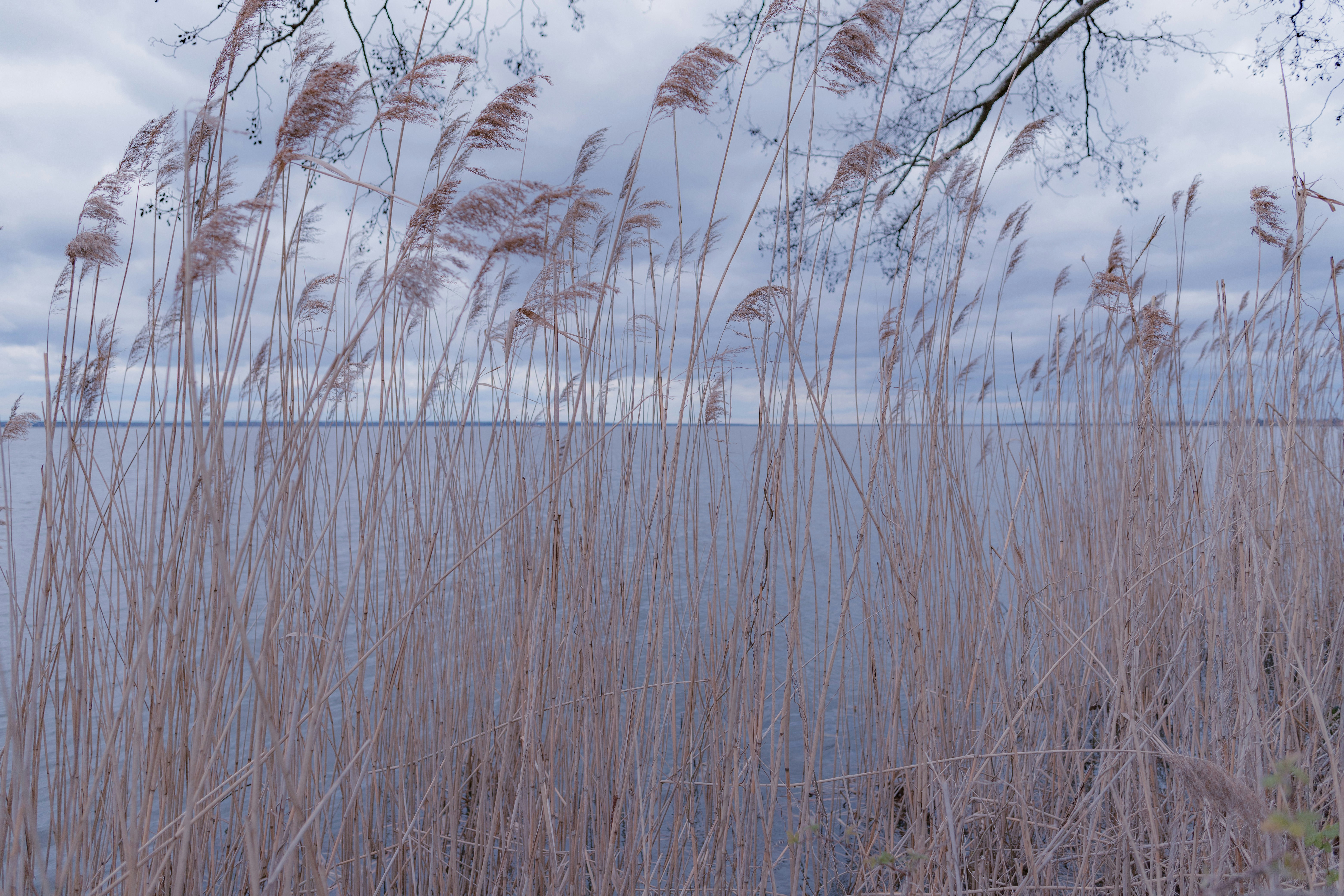 brown grass near body of water during daytime