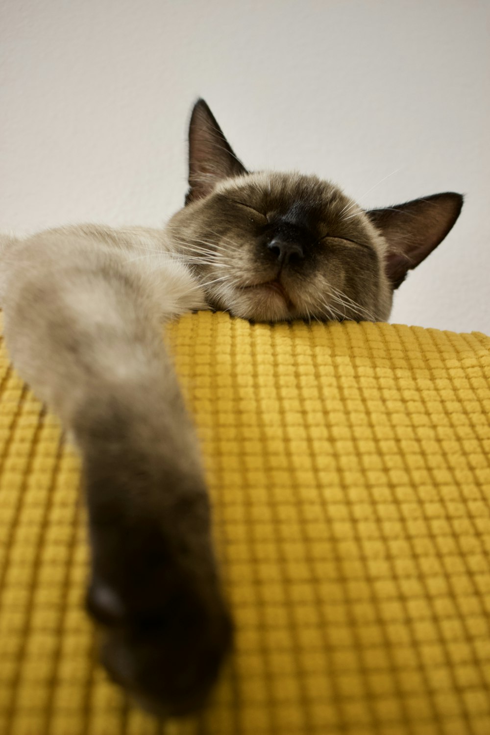 노란 직물에 누워 있는 흰색과 검은색 고양이