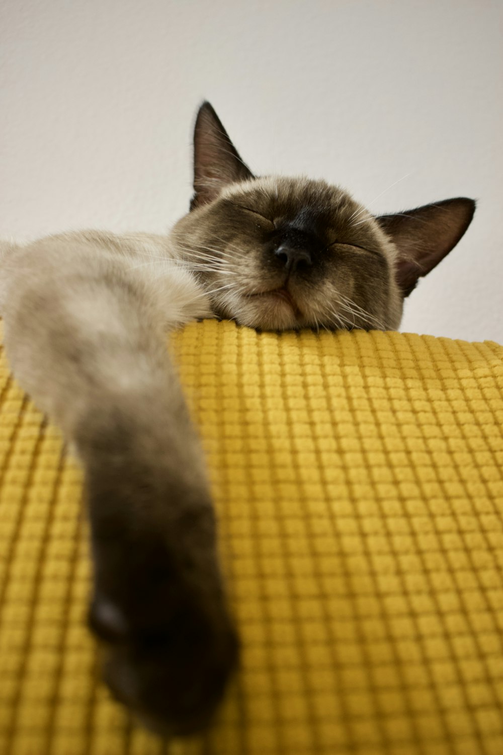 white and black cat lying on yellow textile