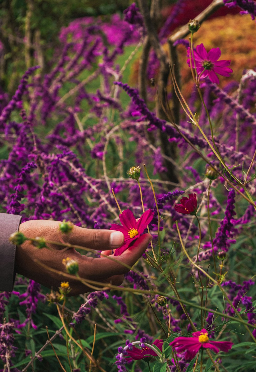 Person, die tagsüber eine lila Blume hält