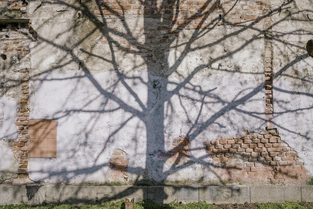 bare tree near brown concrete building during daytime