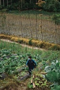 A person wearing a jacket and face mask walks through a lush, green agricultural field with rows of plants, likely vegetables. Tall, thin supports are visible in the background, suggesting stakes for plant growth. The area is surrounded by trees, creating a natural and serene environment.