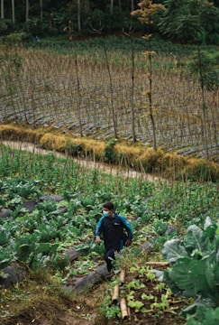 A person wearing a jacket and face mask walks through a lush, green agricultural field with rows of plants, likely vegetables. Tall, thin supports are visible in the background, suggesting stakes for plant growth. The area is surrounded by trees, creating a natural and serene environment.