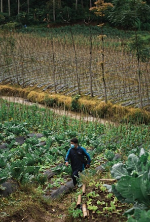 A person wearing a jacket and face mask walks through a lush, green agricultural field with rows of plants, likely vegetables. Tall, thin supports are visible in the background, suggesting stakes for plant growth. The area is surrounded by trees, creating a natural and serene environment.