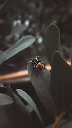 black and orange fly perched on green leaf in close up photography during daytime