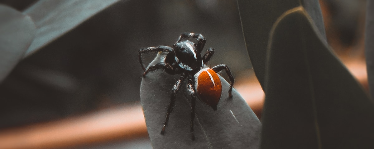 black and orange fly perched on green leaf in close up photography during daytime