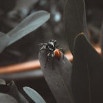 black and orange fly perched on green leaf in close up photography during daytime