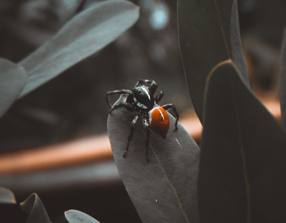 black and orange fly perched on green leaf in close up photography during daytime