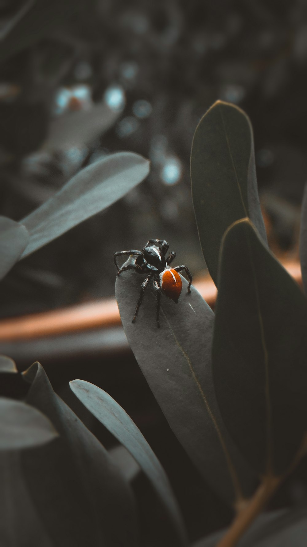 black and orange fly perched on green leaf in close up photography during daytime