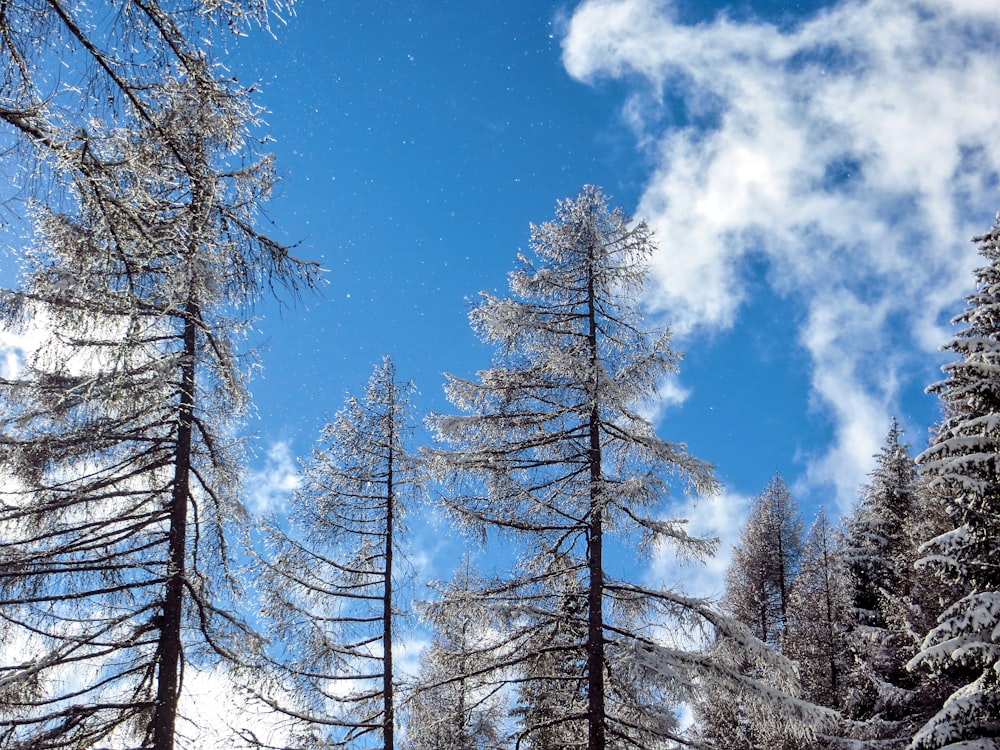 snow covered trees under blue sky during daytime