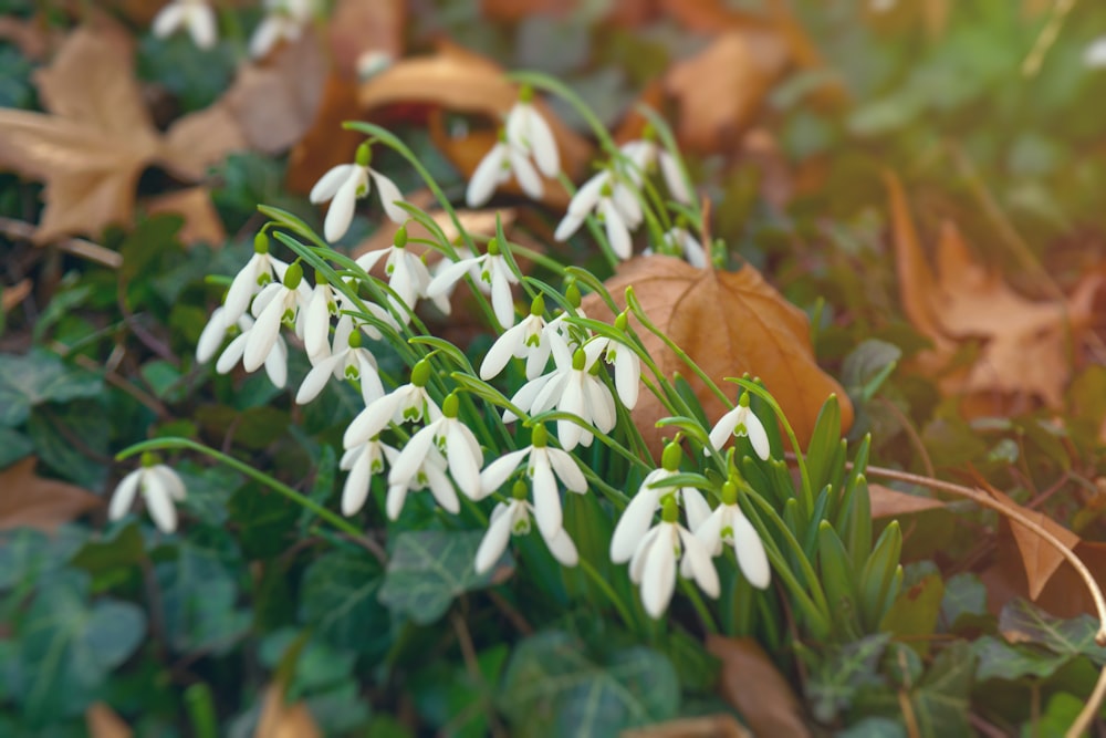 white flowers with green leaves